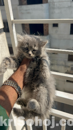 Traditional Persian Cat